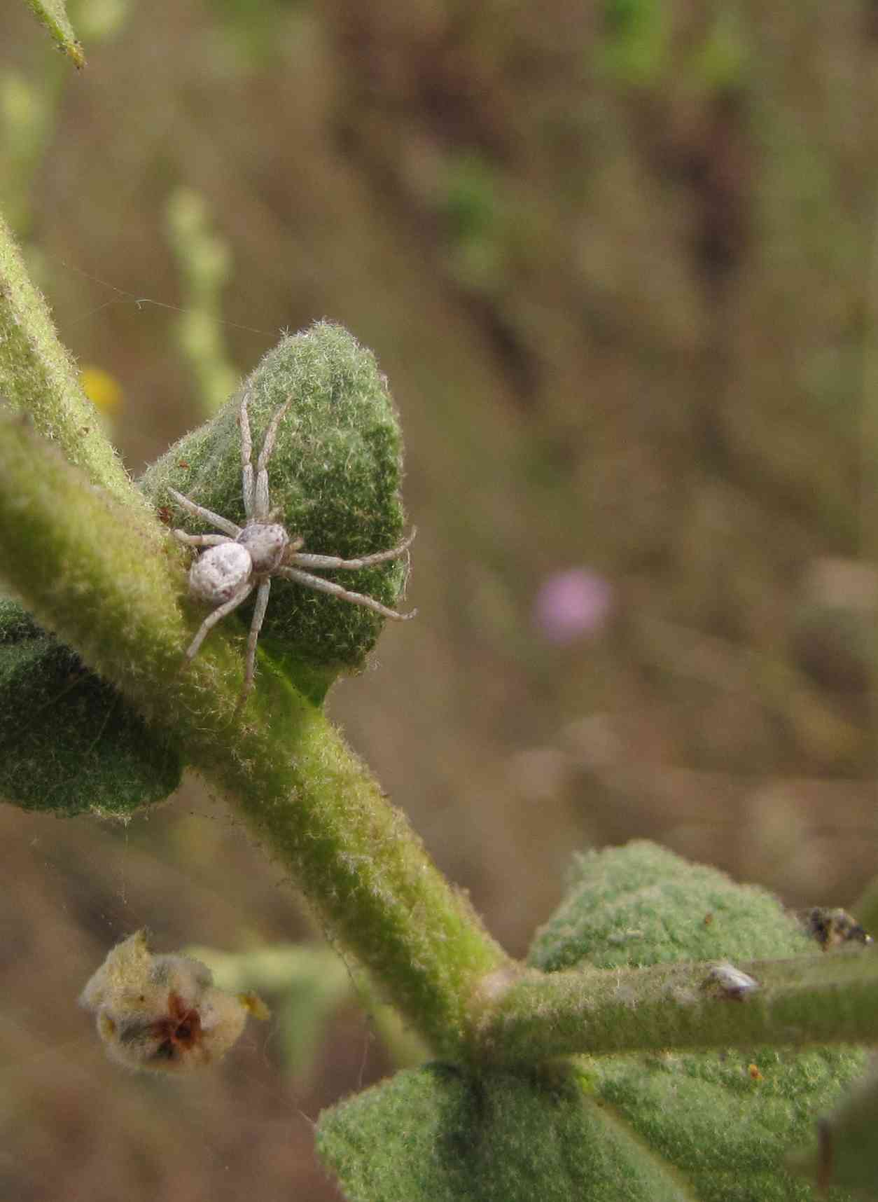 Philodromus sp.